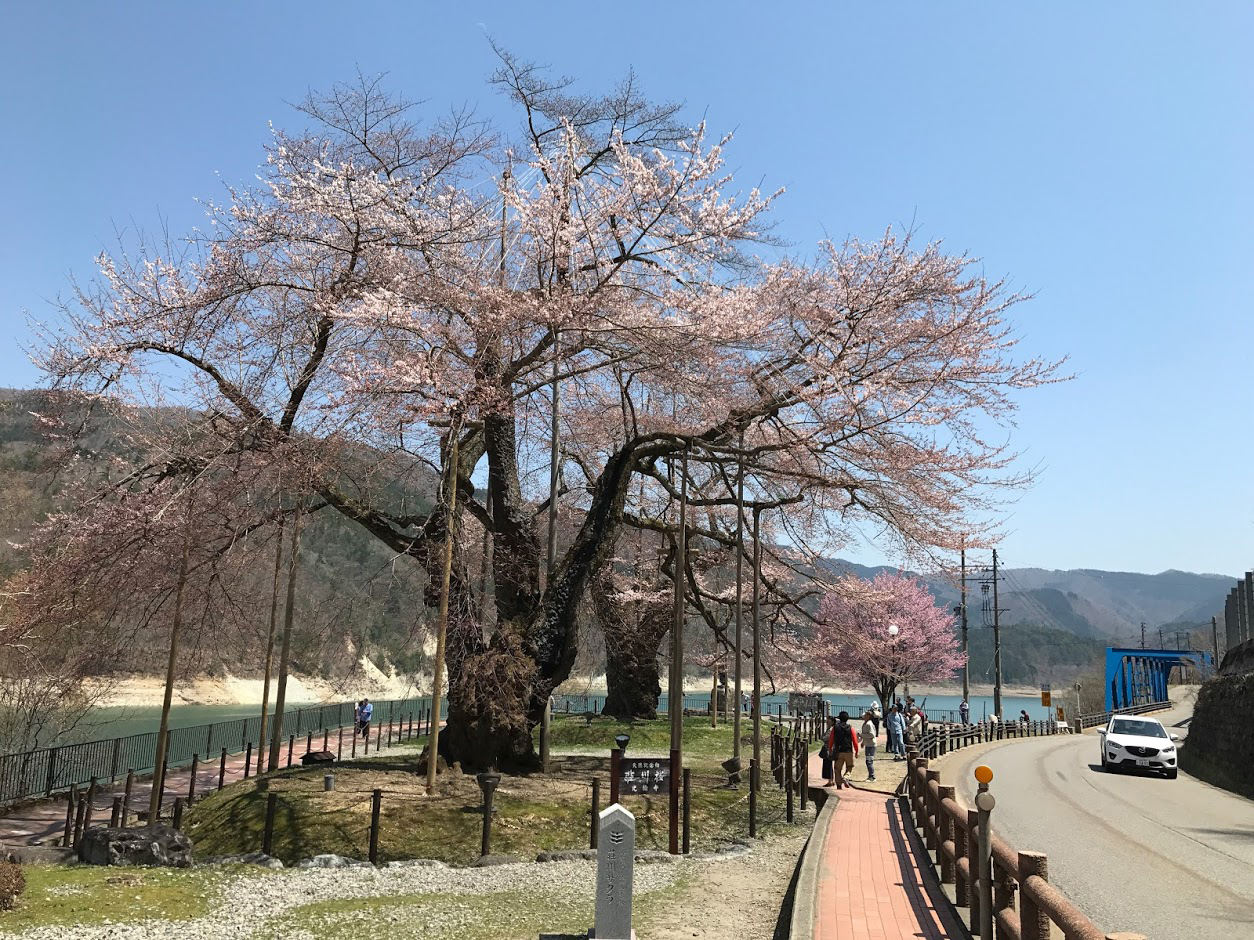 荘川桜
