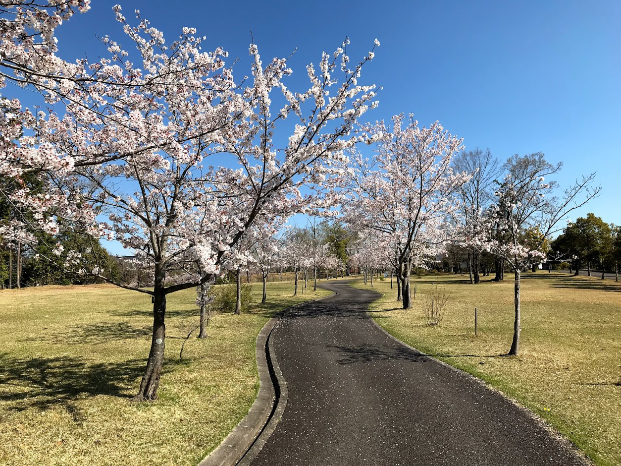 ぎふ清流里山公園の桜がきれい
　桜