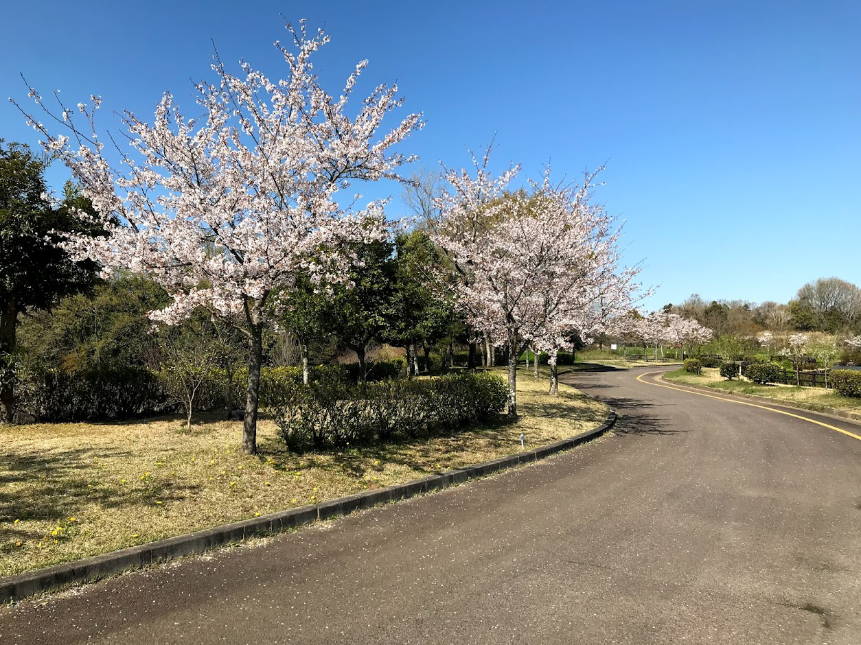 ぎふ清流里山公園の桜がきれい
　桜