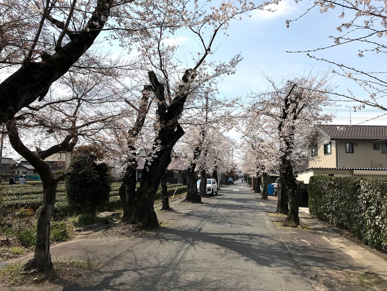 古井神社と近隣公園の桜