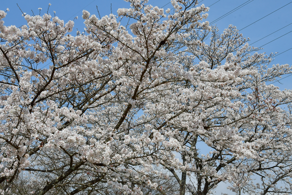 東山森林公園下米田さくらの森の桜