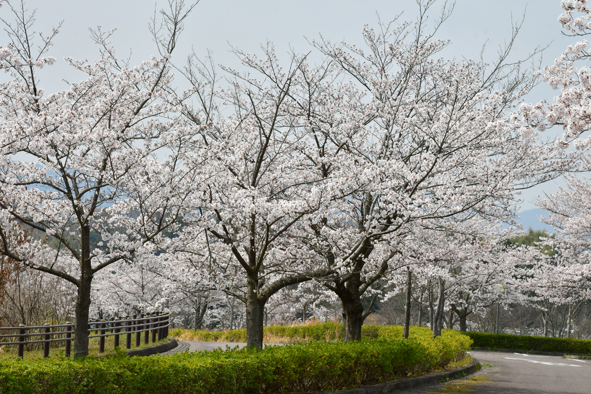 ぎふ清流里山公園駐車場の桜