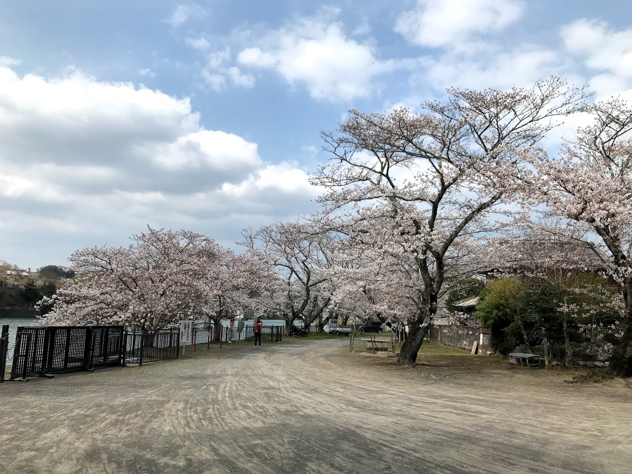 小山観音の桜