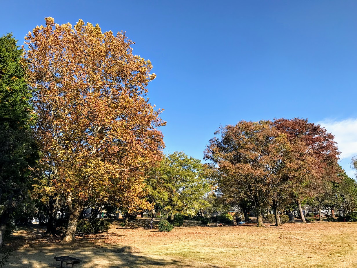 近隣公園（たこ公園）の紅葉