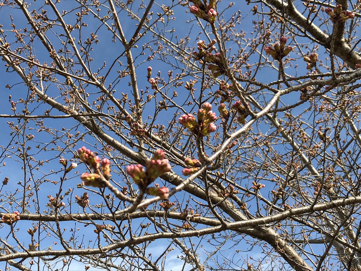 中部台パークの桜
