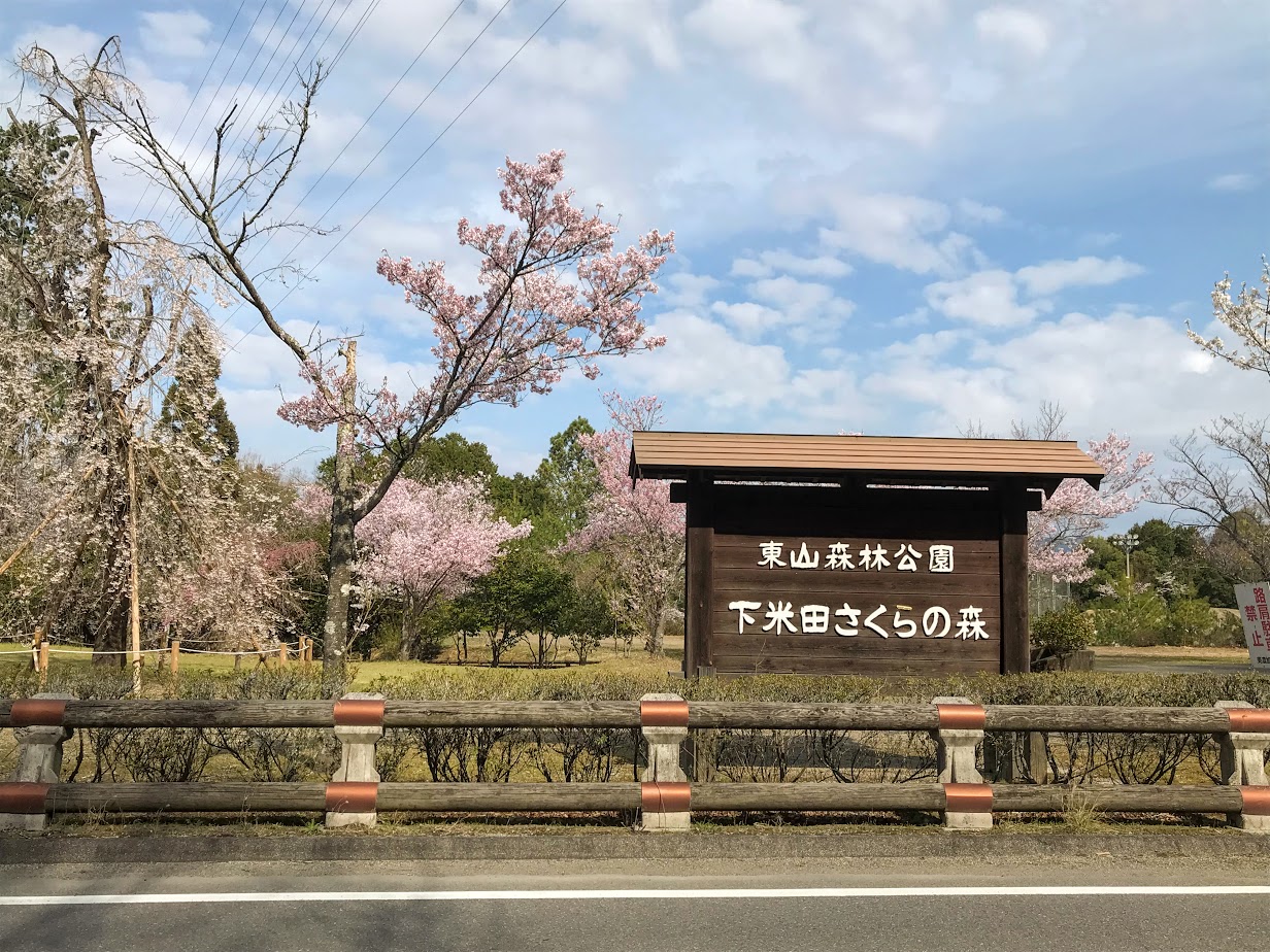 東山森林公園下米田さくらの森の桜