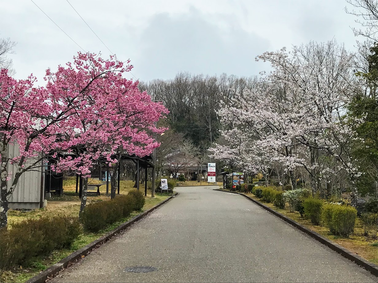 ぎふ清流里山公園の桜
