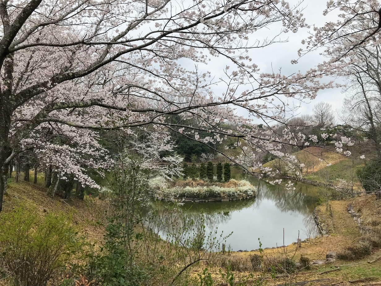 ぎふ清流里山公園の桜