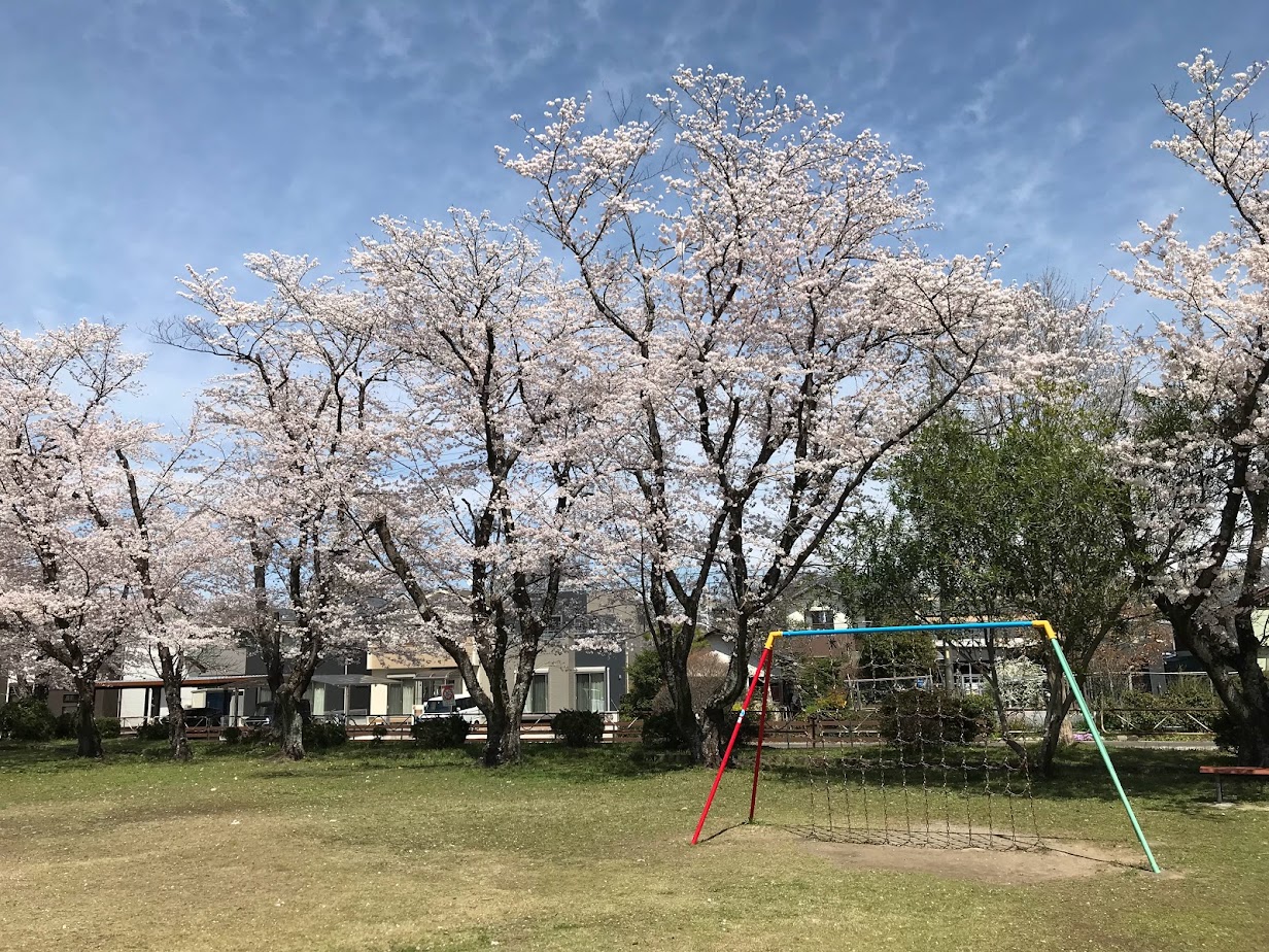 古井神社と近隣公園の桜