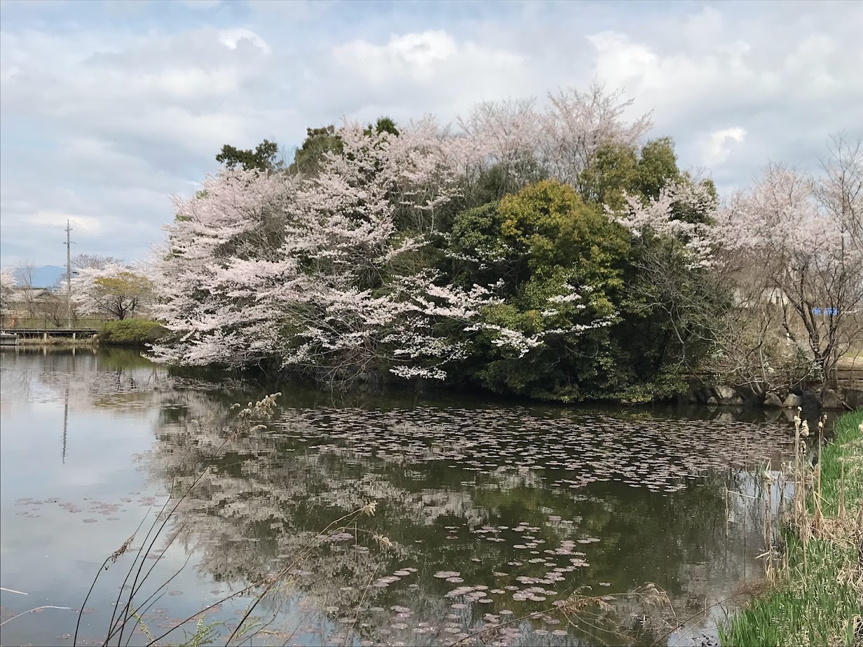 加茂野大池公園の桜