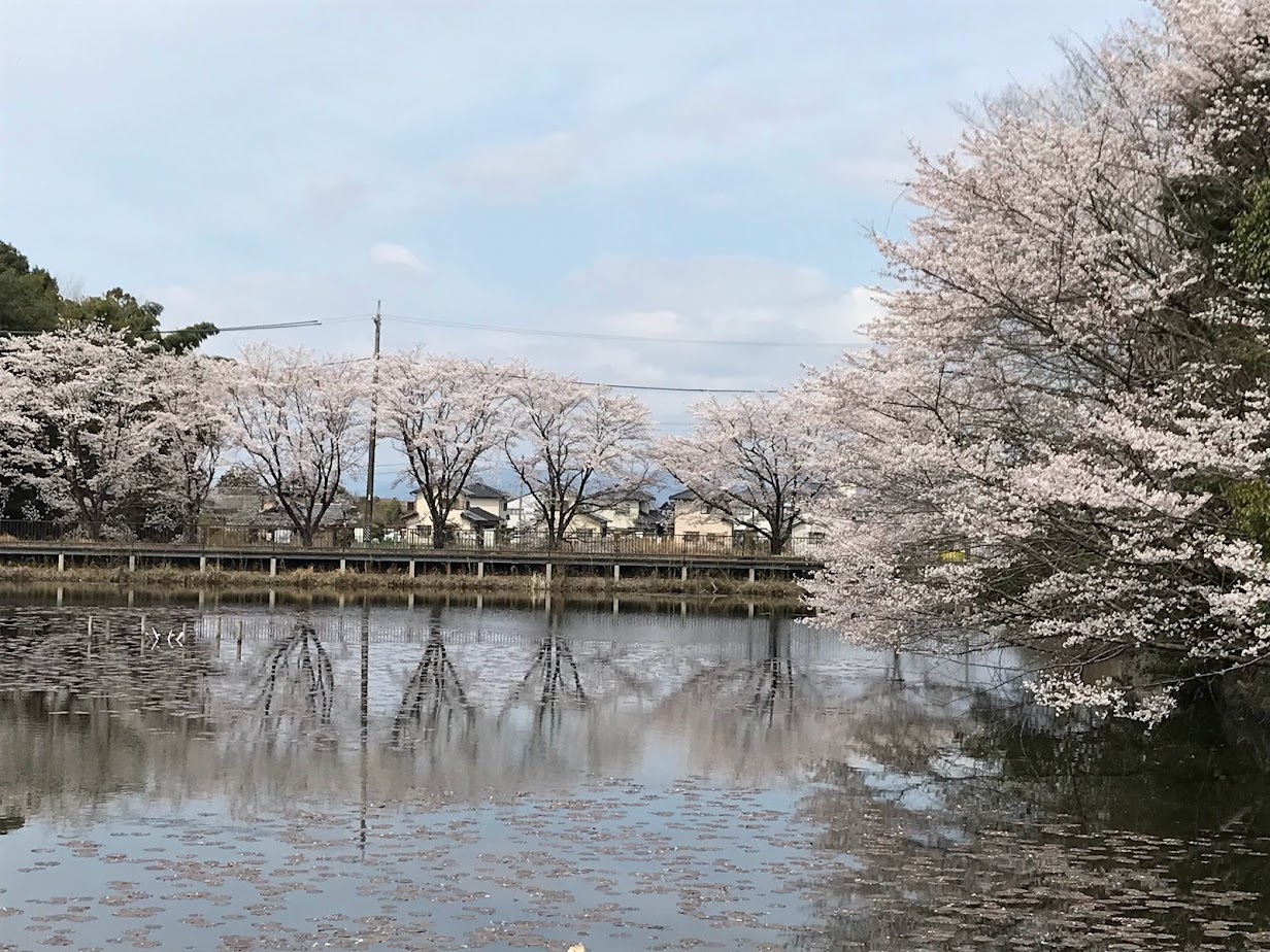 加茂野大池公園の桜