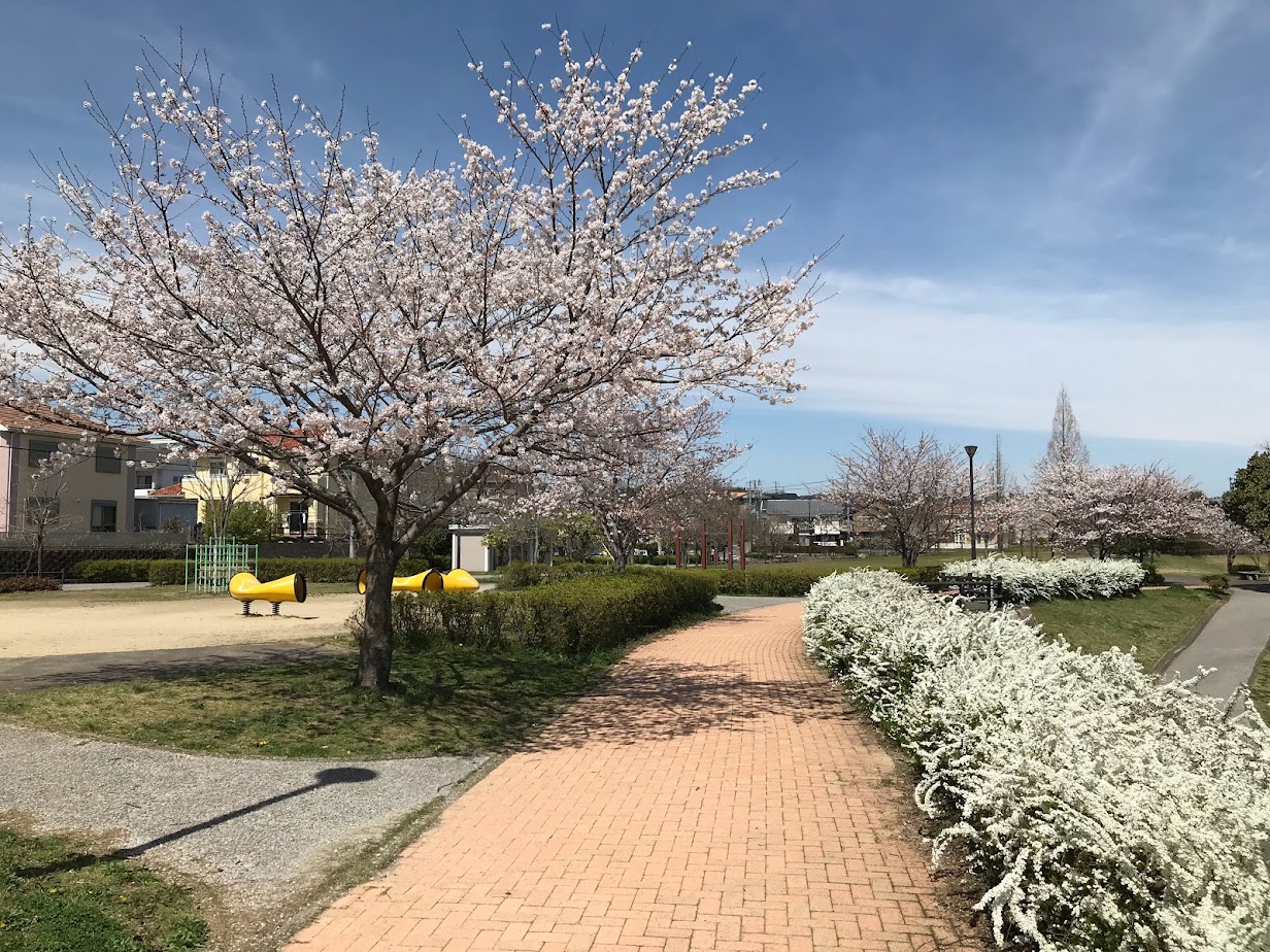 中部台パークの桜