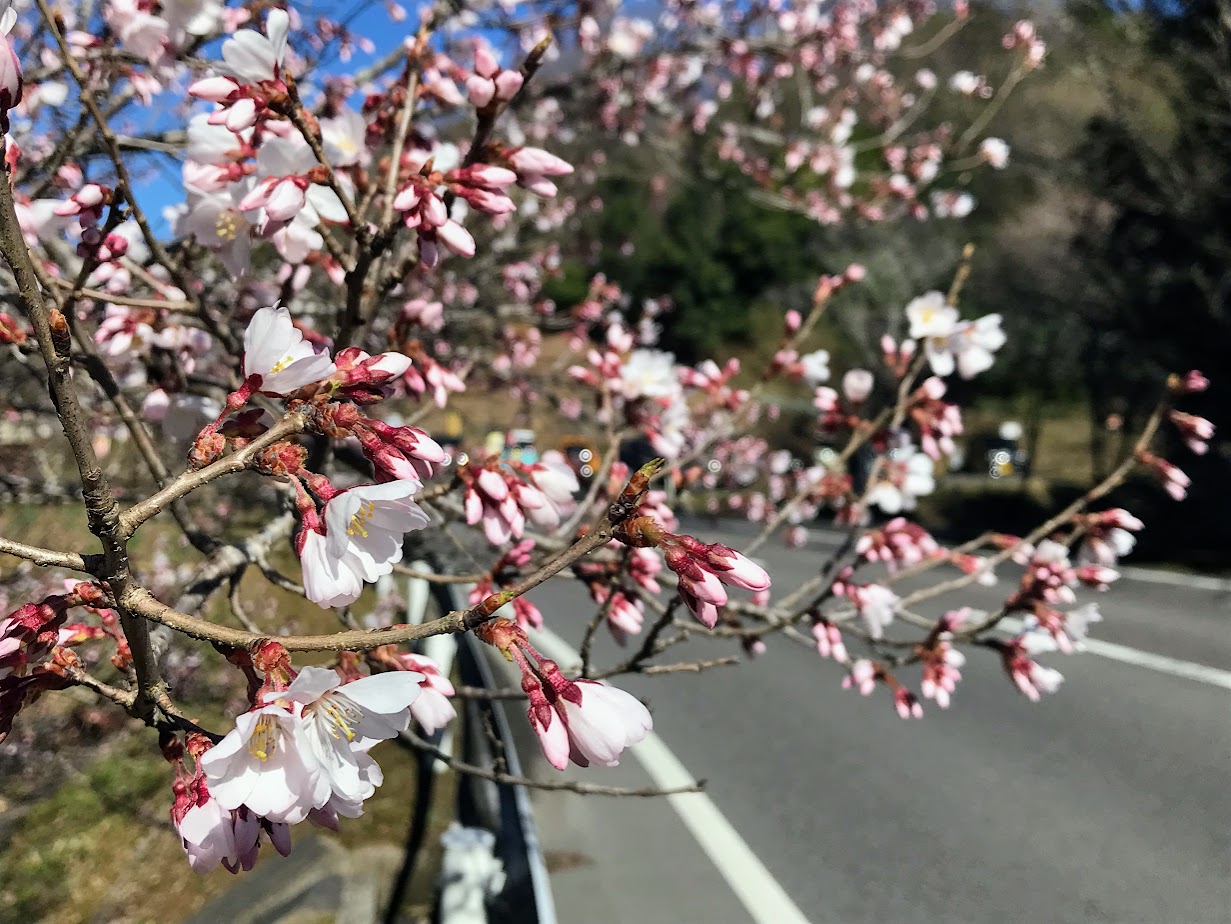 下米田さくらの森　桜
