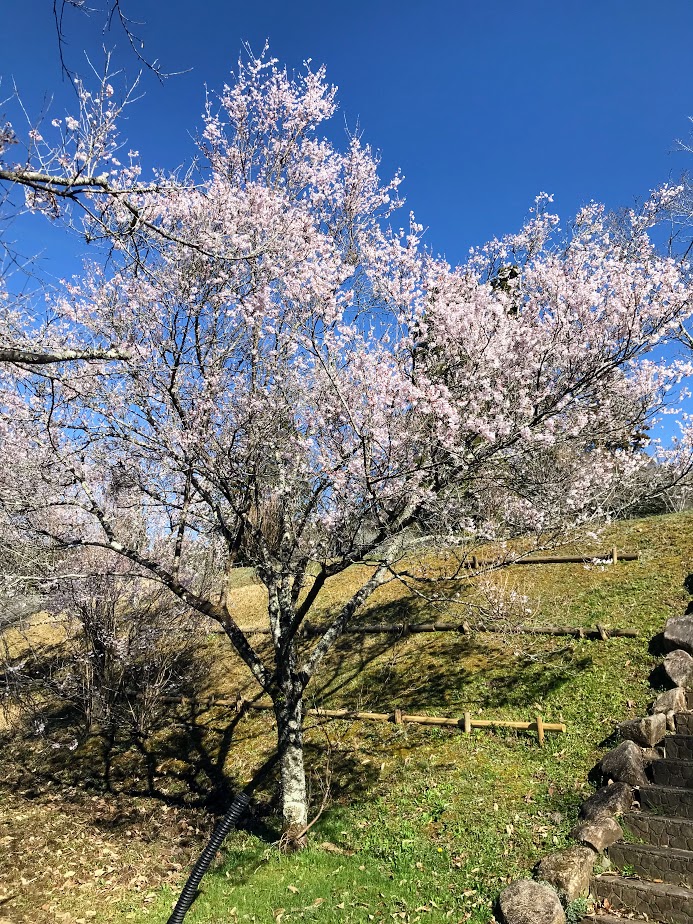 下米田さくらの森　桜