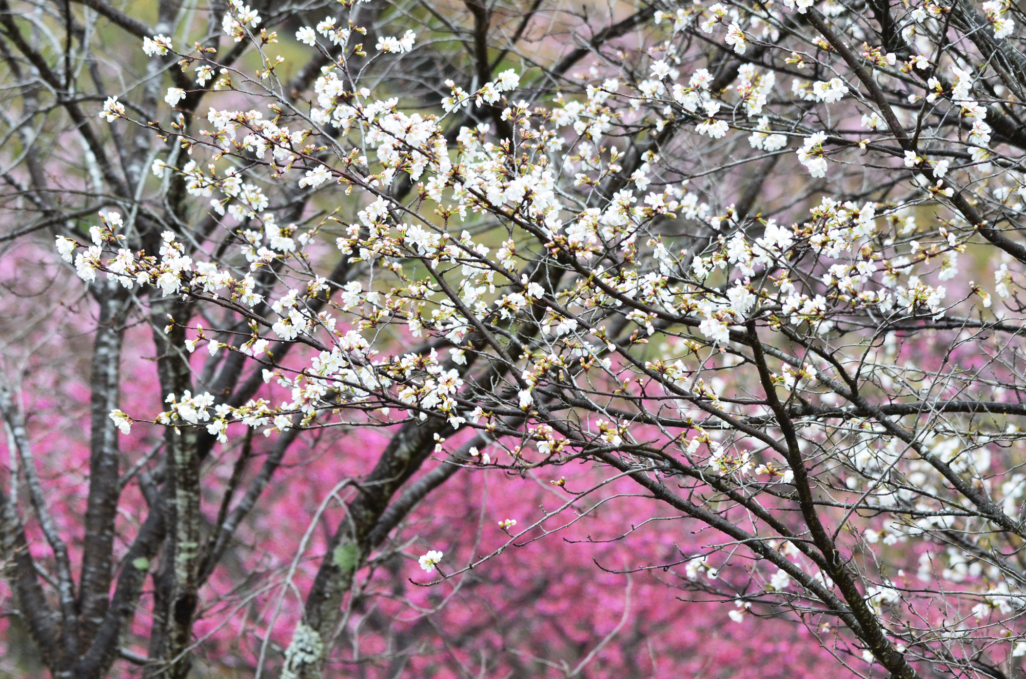 さくら広場　桜
