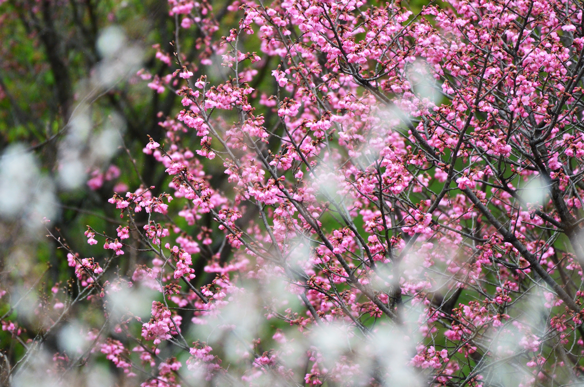 さくら広場　桜