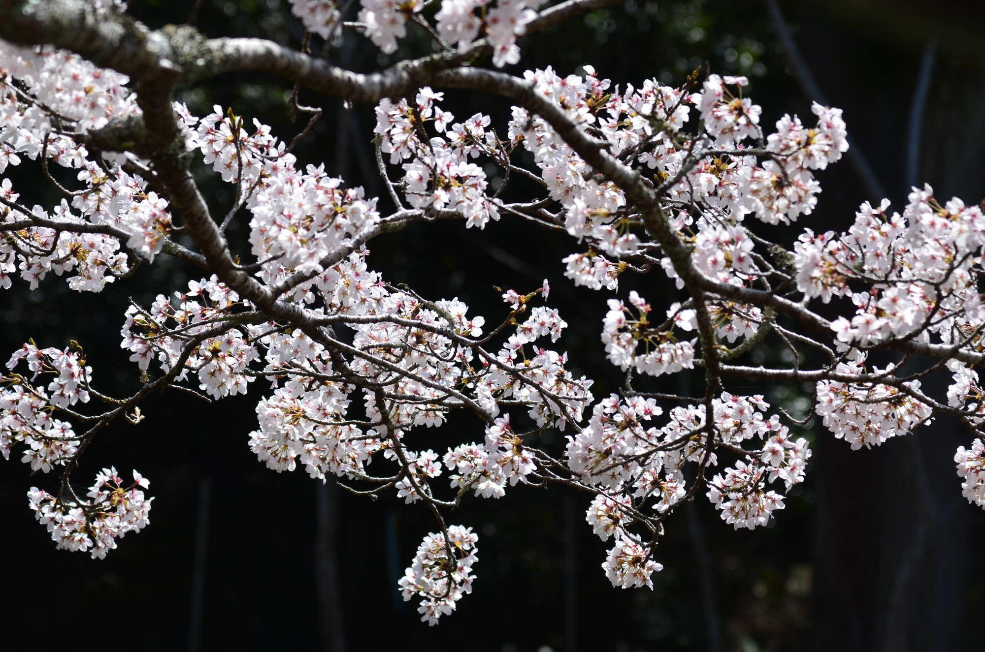 牛牧地区のさくら並木　桜