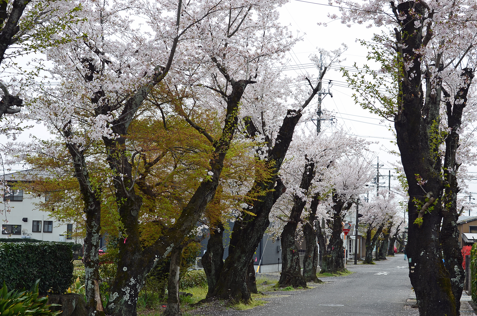 古井神社　桜