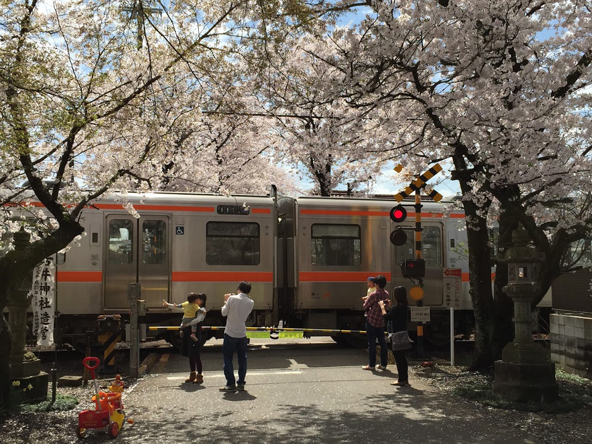 美濃加茂市の桜の名所