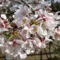 桜はほぼ満開に！～美濃加茂市　開花状況（4/2~3）